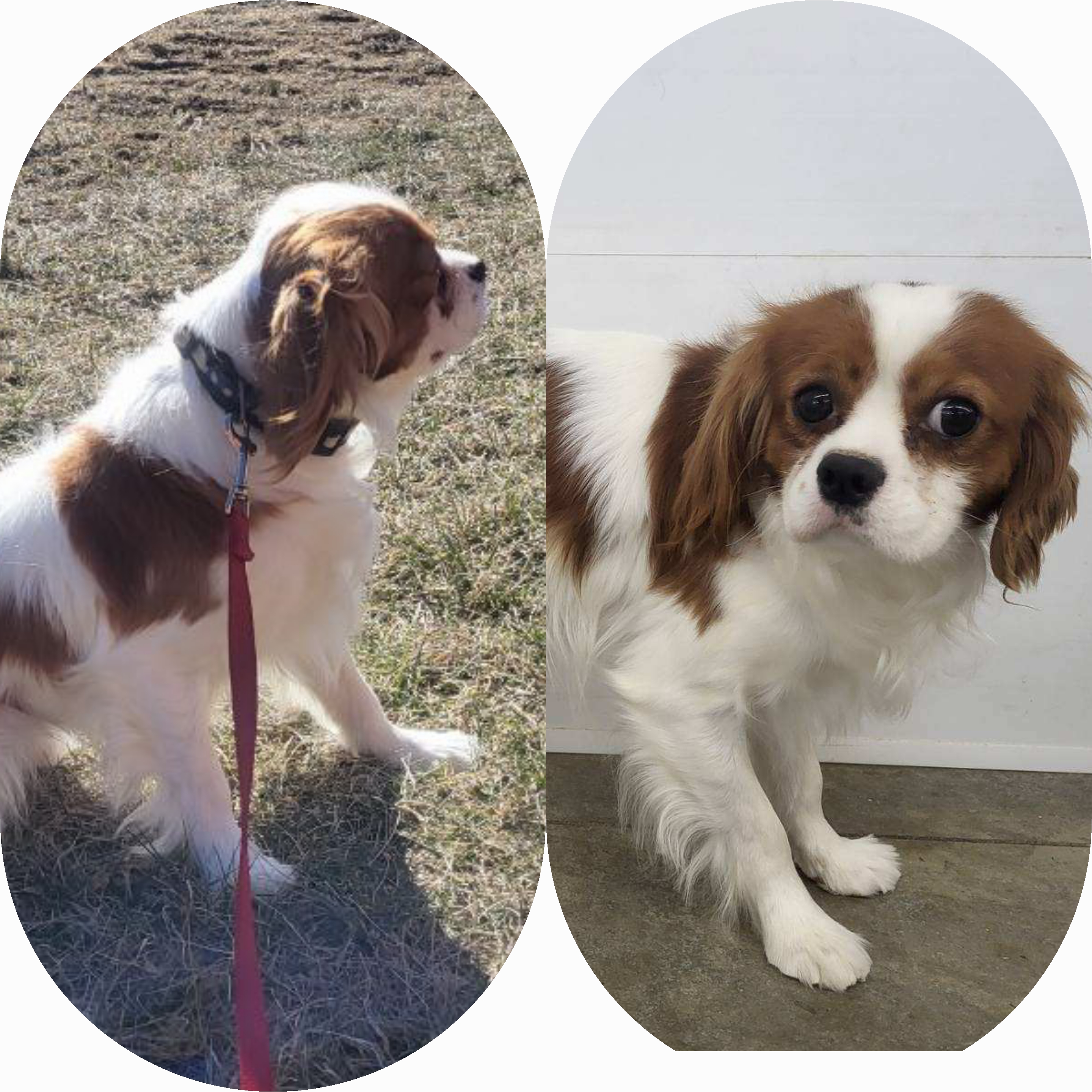 puppy, for, sale, Cava-Poo, Loren & Elaine  Nolt, dog, breeder, East Earl, PA, dog-breeder, puppy-for-sale, forsale, nearby, find, puppyfind, locator, puppylocator, aca